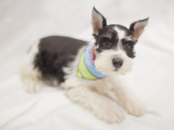 Miniature Schnauzer DOG Male Black and White 11280 Petland Wichita, Kansas