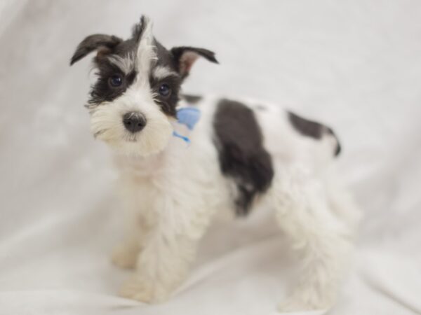 Miniature Schnauzer DOG Male Black and White 11281 Petland Wichita, Kansas