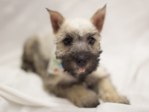 Miniature Schnauzer-DOG-Female-Salt and Pepper-11282-Petland Wichita, Kansas