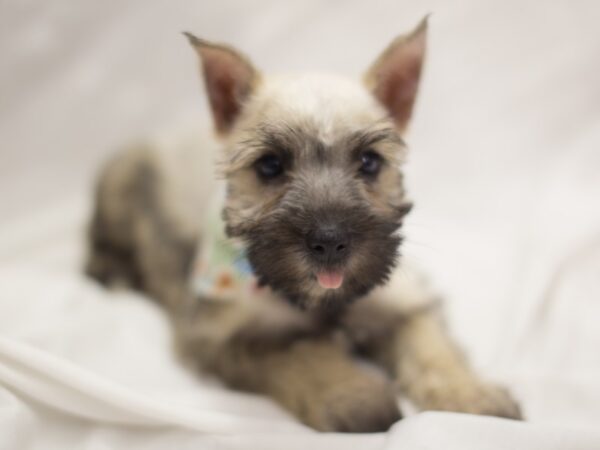 Miniature Schnauzer DOG Female Salt and Pepper 11282 Petland Wichita, Kansas