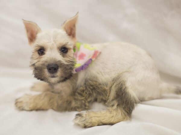 Miniature Schnauzer DOG Female Salt and Pepper 11285 Petland Wichita, Kansas