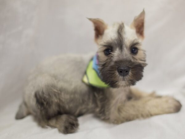 Miniature Schnauzer-DOG-Male-Salt and Pepper-11284-Petland Wichita, Kansas