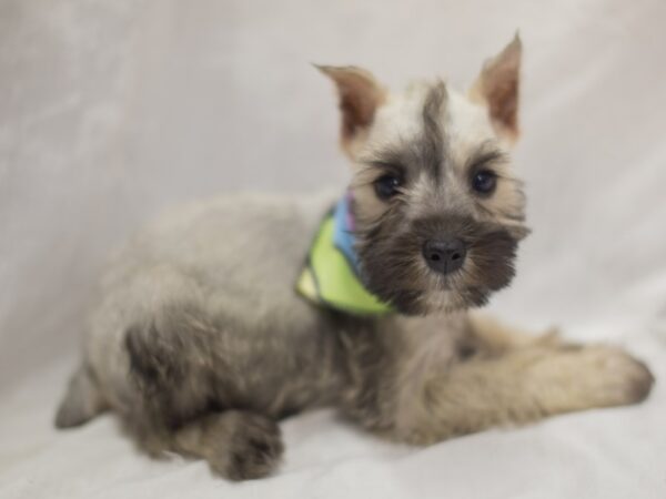 Miniature Schnauzer DOG Male Salt and Pepper 11284 Petland Wichita, Kansas