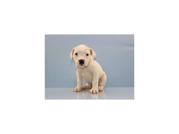 American Bulldog-DOG-Female-White and Brindle-11316-Petland Wichita, Kansas