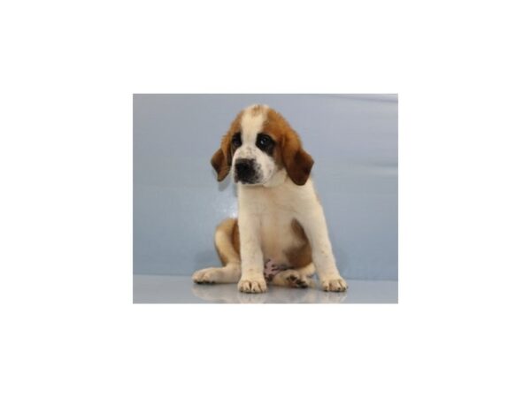 Saint Bernard DOG Male Mahogany and White 11314 Petland Wichita, Kansas