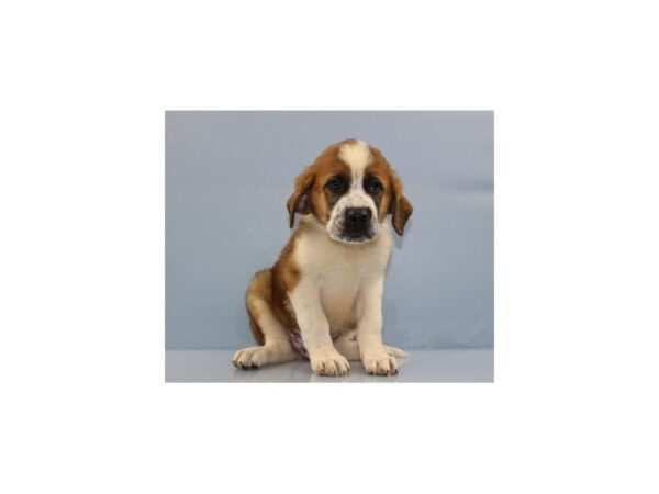 Saint Bernard-DOG-Male-Mahogany and White-11315-Petland Wichita, Kansas