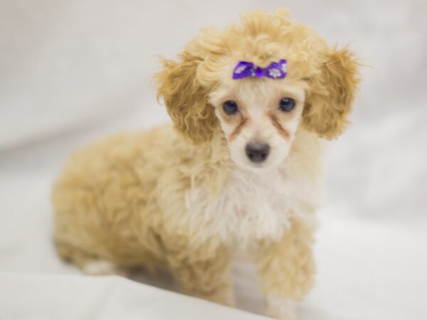 Toy Poodle DOG Female Apricot 11286 Petland Wichita, Kansas