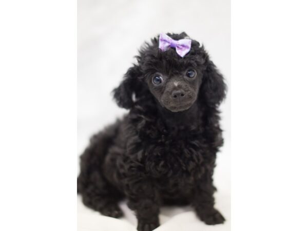 Toy Poodle DOG Female Black 11287 Petland Wichita, Kansas