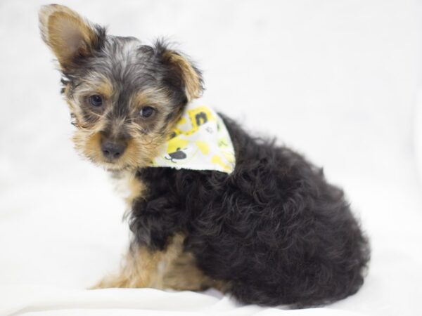 Silky Terrier DOG Male Black Silver, and Tan 11288 Petland Wichita, Kansas