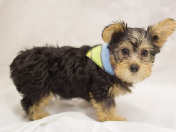 Silky Terrier DOG Male Black Silver, and Tan 11289 Petland Wichita, Kansas