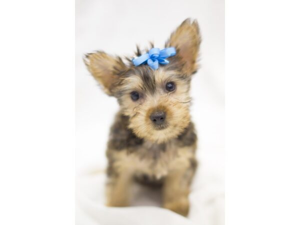 Silky Terrier DOG Female Gold 11290 Petland Wichita, Kansas