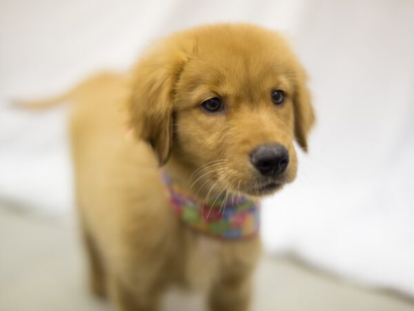 Golden Retriever-DOG-Female-Golden-11292-Petland Wichita, Kansas