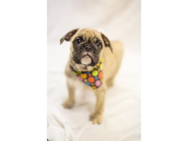 Mini Bulldog DOG Male Grey and Brindle 11294 Petland Wichita, Kansas