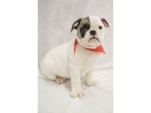 Mini Bulldog DOG Male White Pieblad 11295 Petland Wichita, Kansas