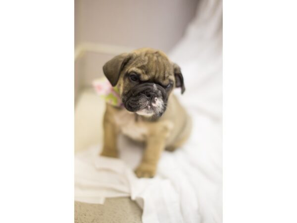 Mini Bulldog-DOG-Female-Fawn-11296-Petland Wichita, Kansas