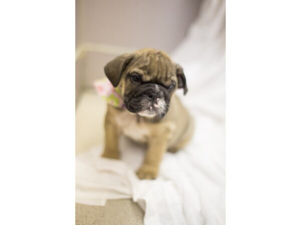 Mini Bulldog DOG Female Fawn 11296 Petland Wichita, Kansas