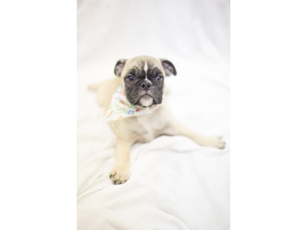 English Bulldog-DOG-Female-Sable and White-11298-Petland Wichita, Kansas