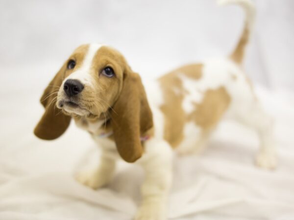 Basset Hound DOG Female Lemon and White 11301 Petland Wichita, Kansas