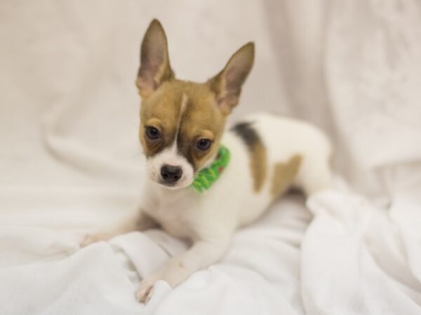 Chihuahua DOG Female Fawn and White Parti 11312 Petland Wichita, Kansas