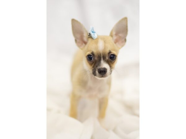 Chihuahua-DOG-Female-Fawn and White Parti-11311-Petland Wichita, Kansas