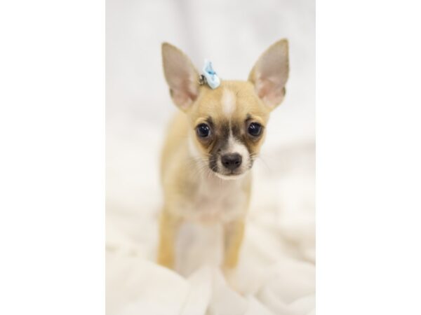 Chihuahua DOG Female Fawn and White Parti 11311 Petland Wichita, Kansas