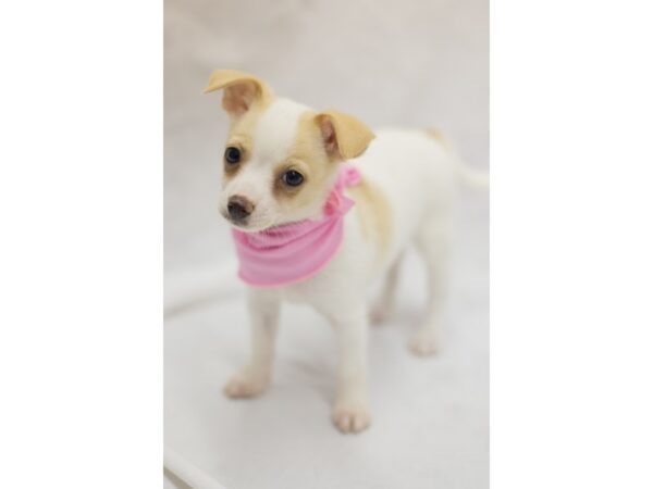 Chihuahua DOG Female Lemon and White Parti 11310 Petland Wichita, Kansas