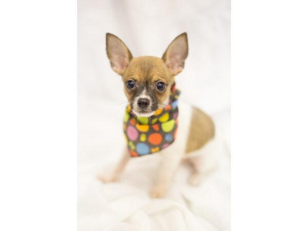 Chihuahua-DOG-Male-Brown and White-11309-Petland Wichita, Kansas