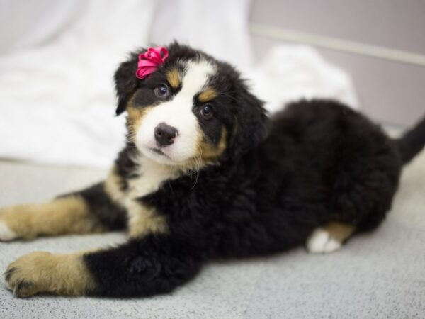 Bernese Mountain Dog DOG Female Black Tri 11308 Petland Wichita, Kansas