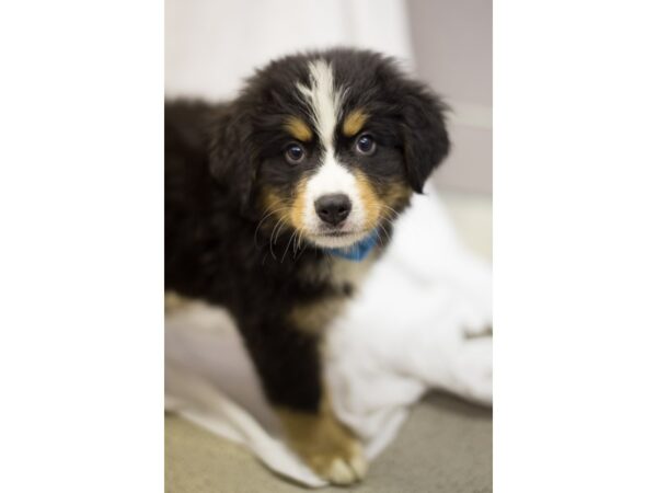 Bernese Mountain Dog DOG Female Black Tri 11307 Petland Wichita, Kansas