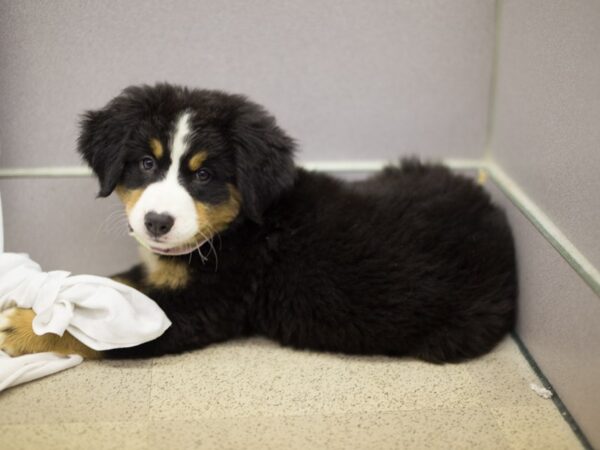 Bernese Mountain Dog DOG Male Black Tri 11306 Petland Wichita, Kansas