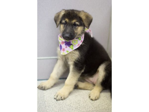 German Shepherd DOG Female Black and Tan 11305 Petland Wichita, Kansas