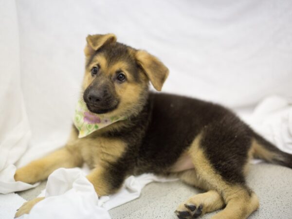 German Shepherd DOG Female Black and Tan 11304 Petland Wichita, Kansas