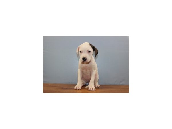 American Bulldog DOG Female White and Brindle 11327 Petland Wichita, Kansas