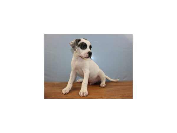 American Bulldog DOG Male White and Brindle 11328 Petland Wichita, Kansas