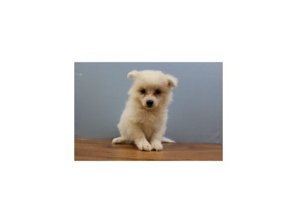 American Eskimo-DOG-Female-White-11323-Petland Wichita, Kansas