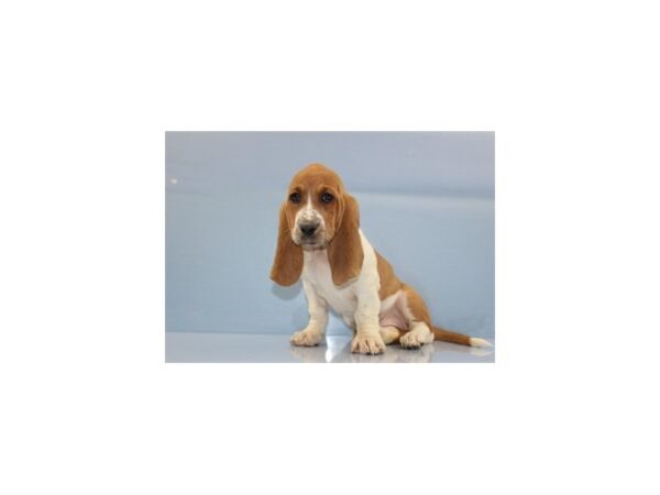 Basset Hound DOG Female Red and White 11324 Petland Wichita, Kansas