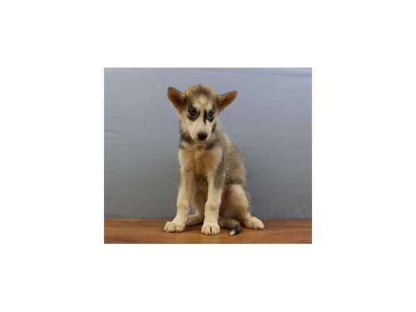 Siberian Husky DOG Female Grey and White 11325 Petland Wichita, Kansas