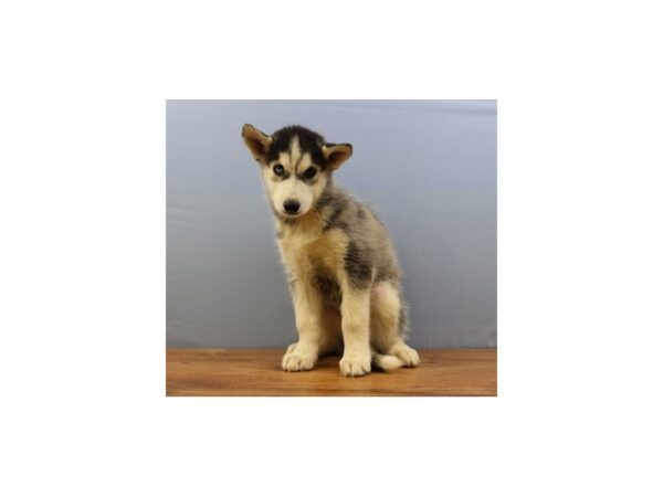 Siberian Husky DOG Male Black and White 11326 Petland Wichita, Kansas