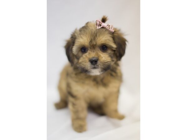 LHASAPOO DOG Female Brown 11344 Petland Wichita, Kansas