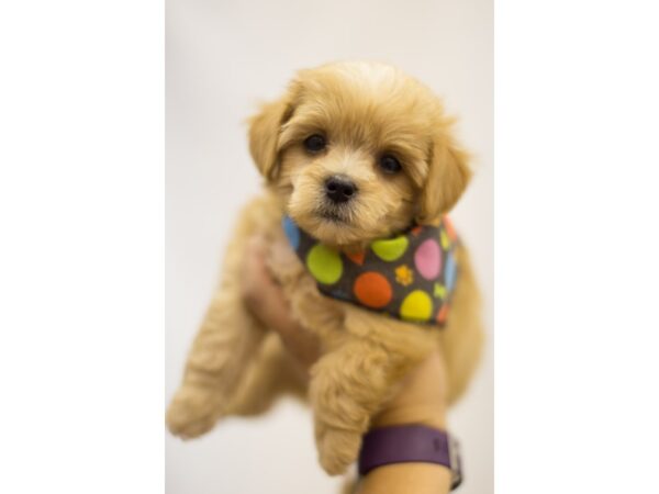 LHASAPOO DOG Male Gold 11345 Petland Wichita, Kansas