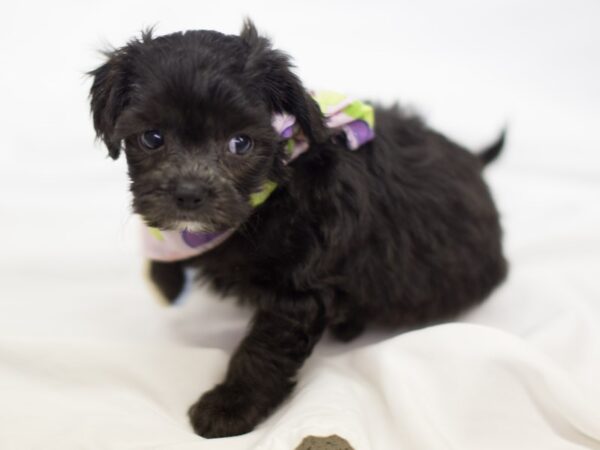 LHASAPOO DOG Female Black 11343 Petland Wichita, Kansas