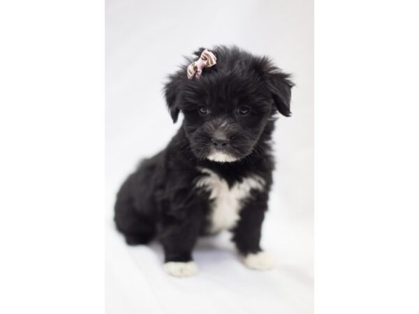 Morkie DOG Female Black 11342 Petland Wichita, Kansas