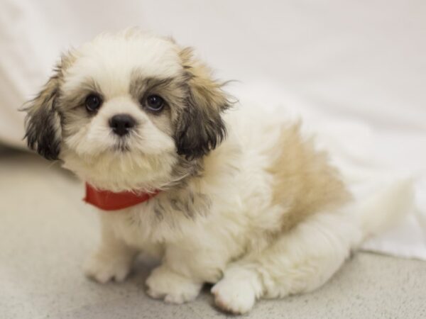 Shih Tzu DOG Male Brown and White 11341 Petland Wichita, Kansas