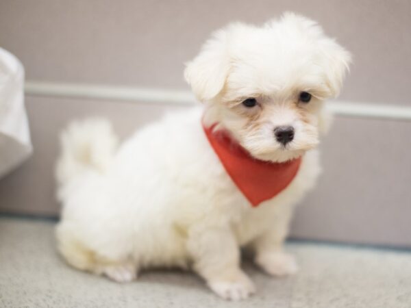 Maltese DOG Male White 11339 Petland Wichita, Kansas