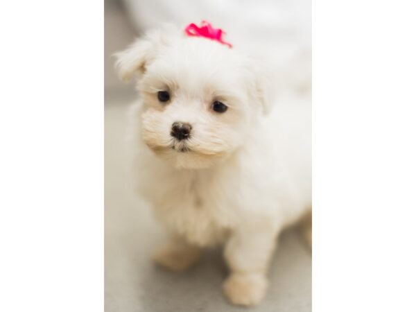 Maltese DOG Female White 11338 Petland Wichita, Kansas