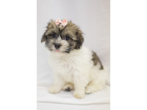 Havanese DOG Female Brown 11337 Petland Wichita, Kansas