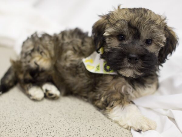 Havanese DOG Male Brown and White 11336 Petland Wichita, Kansas