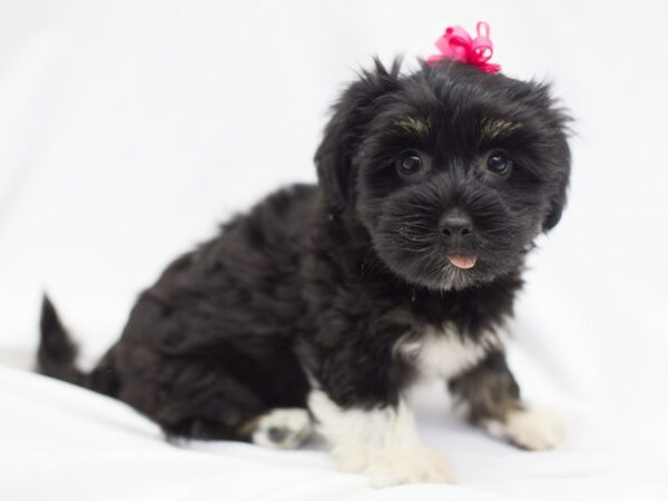 Havanese DOG Female Black 11335 Petland Wichita, Kansas