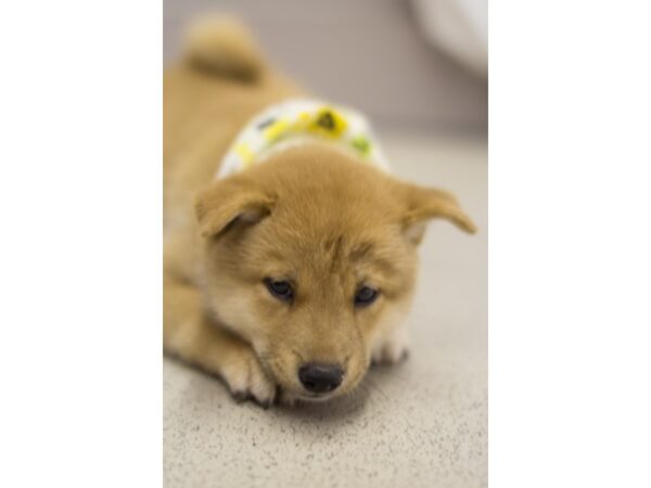 Shiba Inu DOG Male Sesame 11334 Petland Wichita, Kansas