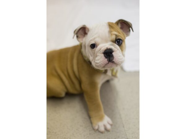 English Bulldog DOG Male Light Red and White 11332 Petland Wichita, Kansas